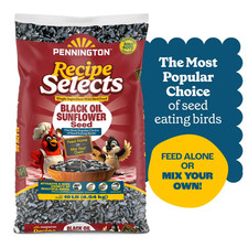 Pennington Select Black Oil Sunflower Seed Wild Bird Dry Feed, 10 lb. New Bag picture