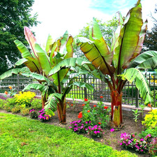 5 Red Abyssinian (Musa Ensete ventricosum) False Banana Plant Tree Seeds RARE picture