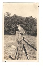 Vintage Photo Cat Posing On Fence Post 1910's Antique Found Art R195 picture