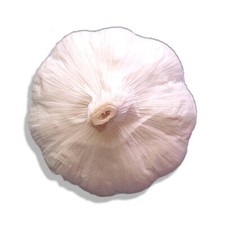 Music GARLIC Bulbs 3 bulbs-40lbs Fresh Organic Heirloom Plant or Cook and Eat picture