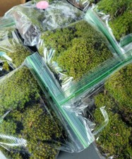 Live Star Moss, Live Plants, Fresh, Fairy Gardens, Vivarium Reptiles Frogs  picture