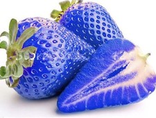 100 Seeds Natural - Rare Blue Strawberry Organic Delicious Nutritious Fruit Seed picture