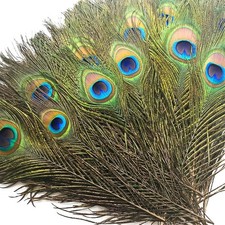 50 Pcs Bulk Peacock Feathers, 1012 inch picture