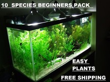 10 DIFERENT SPECIES 50+ stems FULL 30g planted tank easy beginner aquarium picture