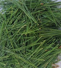 Fresh Eastern White Pine Needles 6
