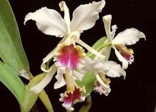 Cattleya Rex 3.5” picture