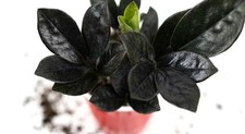 ZZ Plant - Black Raven - Zamioculcas Zamiifolia ( ZZ Black) picture