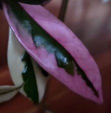 Rare Hoya Carnosa Purple Pride 16