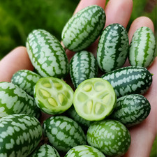 415mg ( 150 ) Heirloom Cucamelon Seeds - Mouse Melon - Mexican Sour Gherkin picture