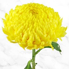 Super Mums Fresh Cut Floral Bouquet, 60-stems picture