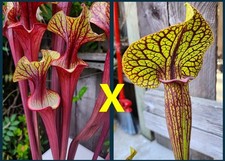2026 SARRACENIA SEEDS: (ALUCARD X DOREEN’S COLOSSUS) X KING COBRA picture