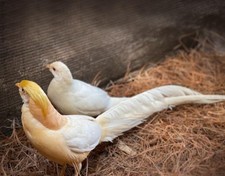 PRE-SALE 8 Peach Golden Hatching Eggs —READ DESCRIPTION— Ships In April-May  picture