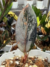ZZ Rare Zamioculcas Zamiifolia Raven Silver Orange Black Variegated LeavesRooted picture
