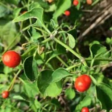 Chiltepin / Tepin / Chile Pequin / Birds Eye Pepper Seeds |  | 1284 picture