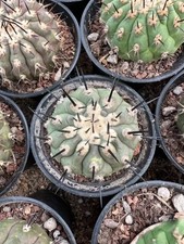 6-7cm Copiapoa cinerea RareSucculent plants cactus garden plant picture