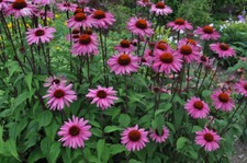 Purple Coneflower, Echinacea Purpurea, Butterflies Hummingbirds Bees,  picture