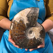3.52LB Polishing and Restoration of Natural Conch Specimens from Madagascar 4628 picture