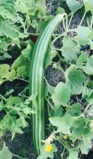 Armenian striped Cucumber Seeds, NON-GMO | 25 seeds | picture