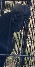 Rare Full Blood Solid Black Ayam Cemani Fertile Hatching Eggs 6+ If I Have Extra picture