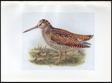 1917 H.E. Dresser Birds of Britain Original Antique Bird Print Woodcock picture