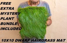 10X10 Eleocharis Parvula dwarf hairgrass mat aquarium planted tank live plants picture