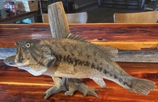 Largemouth Bass~21”~Driftwood Mount ~Pedistal or Wall~Bucket Mouth~Left Facing picture