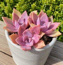 Rare Graptoveria Dusty Pink Succulent Indoor Outdoor Live Plant 4-5