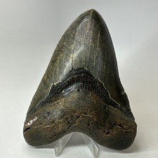Megalodon Shark Tooth 5.90 Inch - Authentic - Colorful Fossil - Serrated 20275 picture
