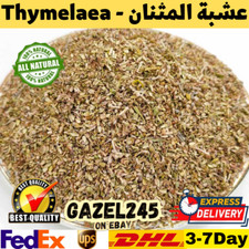 Thymelaea Hirsuta Dried Fresh Herb Natural GAZEL245 المثنان عشبة المثنان متنان picture