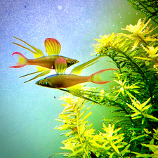 6 Threadfin Rainbowfish TANK BRED High Quality Live Aquarium Fish picture
