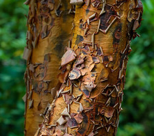 50 Paperbark Maple Seeds (Acer griseum) Rare Ornamental Tree – Stunning Peeling picture