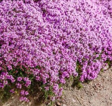 1000+ Creeping Thyme Seeds, (Thymus Serpyllum)  Perennial & Purple Groundcover picture