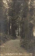 Moro Creek California CA Tree Lined Road c1910 Real Photo Vintage Postcard picture
