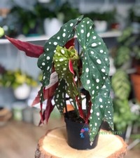 50 Seeds Begonia Maculata Spotted Fashionable Potted Plants Polka Dot Begonia picture