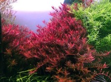 10 Stems rotala Blood Red live aquarium plants beautiful FREE S/H Rare picture