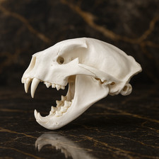 LifeSize Mountain Lion Cougar Puma Skull Replica Museum Quality Anatomical model picture