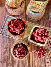 Rare Live Succulents Echeveria agavoides Romeo, Bare root , Home  Decoration picture
