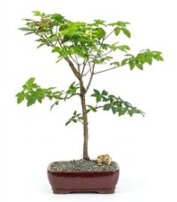 Live 14 Yr Old Paperbark Maple Bonsai Tree Acer Griseum Orange Peeling Bark 20