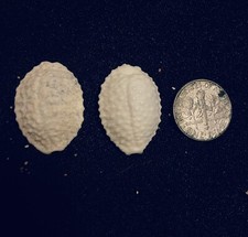 Hawaiian Seashells Pair Of Granulated Cowries picture