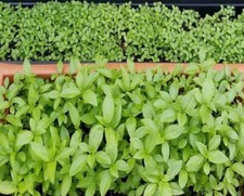 1000+SEEDS I Egyptian spinach I Saluyot, Jute I Molokhia.BUY2Get1FRE -Add 2 cart picture