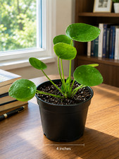 Live Chinese Money Plant Pilea Peperomioides Green 4 Inch Pot Easy Care Pet Frie picture