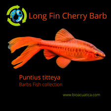 4 BEAUTIFUL LONG FIN CHERRY BARB UNSEXED (Puntius titteya) picture