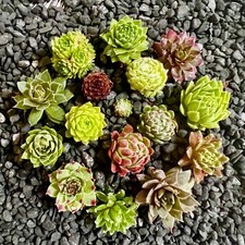 SALE on 10 Baby Sempervivum 10 varieties of Healthy Hens & Chicks +/- 1 in size picture