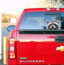 Peeking Raccoon Design 3 Car Truck Vehicle Vinyl Decal Sticker Indoor/Outdoor picture