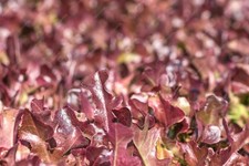 Burgundy Red Lettuce 1000 Seёds Early Looseleaf 50 Days organic SW1187+TRACK № picture