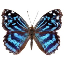 Myscelia ethusa blue purple butterfly Costa Rica unmounted wings closed picture