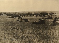 1900/72 EDWARD CURTIS Native American Indian Bison Buffalo Folio Photo On 16X20 picture