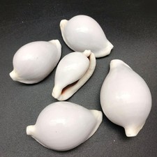 5PC Common Egg Cowrie Sea Shells, Shiny White Cowrie Shells, 2 Inch ~ 3 Inch picture