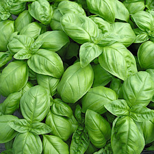 Genovese Basil Seeds | Heirloom / Non-GMO |  | Seed Store | 1126 picture