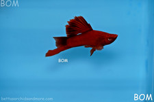 🔥 LIVE RARE BLOOD RED CAULIFLOWER SABERTAIL SWORDTAIL PAIR | FLORIDA USA SELLER picture